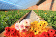 farmers collect fresh cut gerbera flowers in a greenhouse, North China