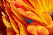 Fabulous Bright Orange Petals Of A Gerbera Flower Close-up. Soft Focus. Macro