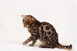 Bengal kitten playing on fabric background
