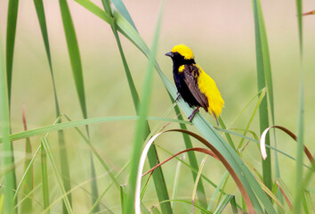 Wall Mural - Yellow-crowned Bishop, South Africa