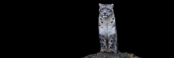 Wall Mural - snow leopard with a black background