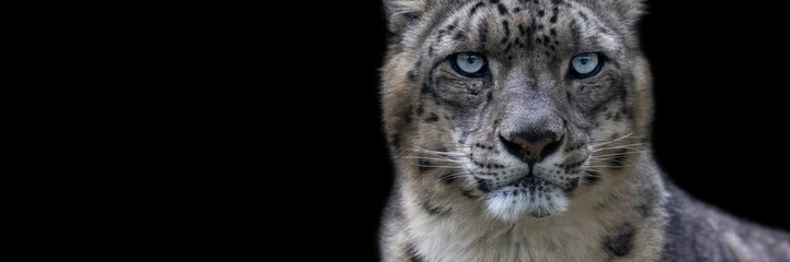 Leinwandbilder - Snow leopard with a black background