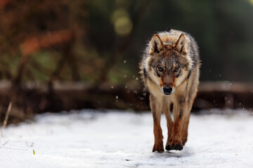  male Eurasian wolf (Canis lupus lupus) walking through the woods looking very dangerous