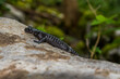 Alpine salamander, salamandra atra, in the forest. Black species of the salamander in Bijele i Samarske stjene nature area in Croatia, Europe