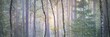 Pathway through the majestic evergreen pine forest in a fog. Soft sunlight, sunbeams. Panoramic view