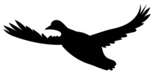 Duck Flying Silhouette ,on White Background