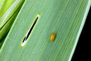 Poster - Egg of the cereal leaf beetle (Oulema melanopus) is a significant cereals pest and cereal leaves damaged by beetles of this species.