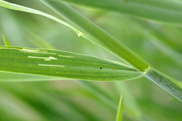 Poster - Egg of the cereal leaf beetle (Oulema melanopus) is a significant cereals pest and cereal leaves damaged by beetles of this species.