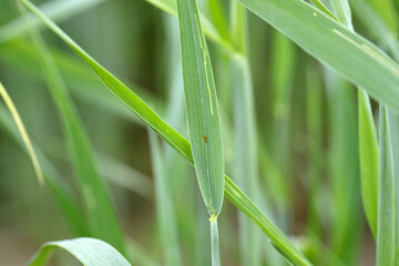 Poster - Egg of the cereal leaf beetle (Oulema melanopus) is a significant cereals pest and cereal leaves damaged by beetles of this species.