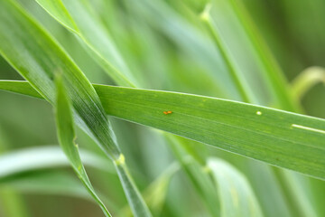 Poster - Egg of the cereal leaf beetle (Oulema melanopus) is a significant cereals pest and cereal leaves damaged by beetles of this species.