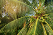 Beautiful green coconut palm tree.
