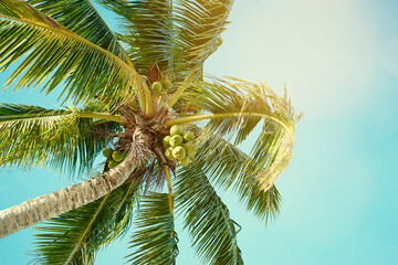 Poster - Beautiful green coconut palm tree against blue sky.