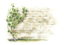 Ivy  Branch With Green Leaves On A Brick Wall Background, Hand Drawn Watercolor Illustration
