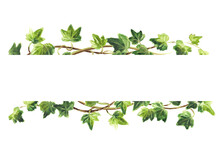 Ivy Branch With Green Leaves  Frame , Hand Drawn Watercolor Illustration Isolated On White Background