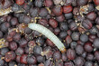 Canola seeds damaged by Indian mealmoth Plodia interpunctella. Visible cobweb, droppings, damaged grains, caterpillar.