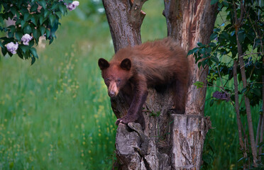 Brown Bear