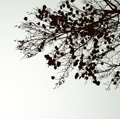 Sticker - Vector drawing. Silhouette of branches against the sky