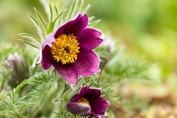 Wall Mural - Macro view of pasqueflower (Pulsatilla) in spring