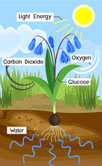 Poster - Scheme of plant photosynthesis on example of Siberian squill or Scilla siberica plant