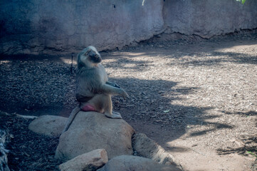 Poster - A lonely Hamadril monkey sitting on a stone.