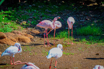 Wall Mural - A view of the beautiful pink flamingos in the Honolulu zoo