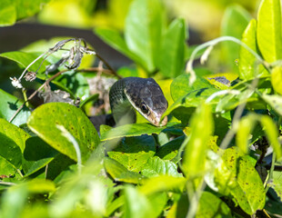 Wall Mural - a black racer on the trail of its next meal