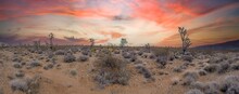Panoramic Image Over Southern California Desert With Cactus Trees During Sunset
