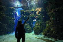 Girl Looking Tropical Fishes Of Coral Reef Aquarium Through A Giant Glass. Blackchin Guitarfish Bluespine Unicornfish, Clown Triggerfish And Porkfish. Sea Turtle And Sharks Swimming On Rocks.