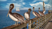 Pelicans - South Florida Wildlife Collection