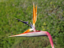Blossom Of A Strelitzia Bird Of Paradise In Close-up View