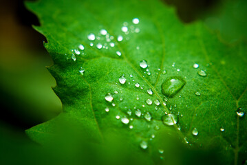 Wall Mural - water drops on leaf