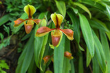 Fototapeta  - Beautiful rare wild orchids (Paphiopedilum villosum) in tropical forest of Thailand.