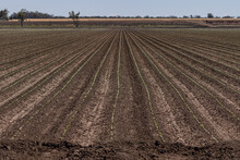 Huge Field Of Newly Planted Cotton Crop With Straight Rows Of New Green Shoots