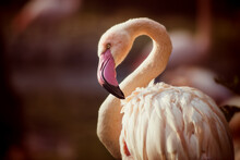 Close Up Of A Pink Flamingo