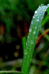 Wall Mural - water drops on a grass