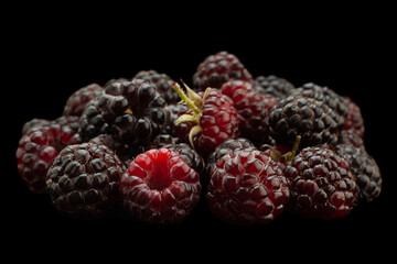 Wall Mural - Cumberland hybrid raspberry and blackberry