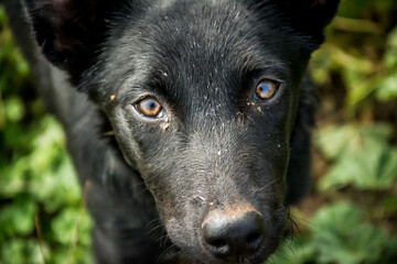 Canvas Print - portrait of a black dog