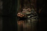 Fototapeta  - crocodile in the water
