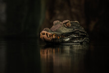 Crocodile In The Water