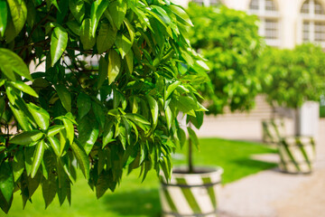 Orange small tree in a pot on spring blurred sunny background. Nature of green leaf in garden at summer. Natural green leaves plants using as spring background cover page greenery wallpaper