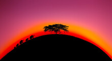 Amazing Sunset And Sunrise.Panorama Silhouette Tree On Africa.Dark Tree On Open Field Dramatic Sunrise.Circle Image Of View, Beautiful Sunset, Education, Art.