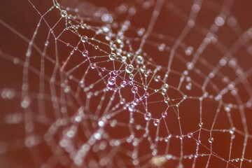 SPIDER WEB DEW 2