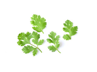 Wall Mural - Coriander leaf on white background.