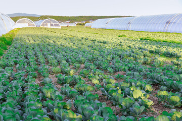 Wall Mural - Lots of cabbage growing in a field on a sunny day near a farmer's greenhouse. Cabbage plantation.