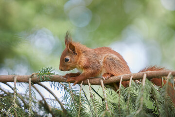 Sticker - European brown squirrel on branch of tree