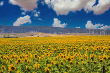 View On Typical Andalusian Spanish Rural Landscape With Yellow Sunflower Field, Wind Turbines, Mountains Against Blue Summer Sky With Cumulus Clouds - Andalucia, Spain, Near Zahara Los Atunes
