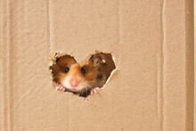 Cute Fluffy Tri-color Long-haired Syrian Hamster Peeking Out Of A Hole In Cardboard, Heart-shaped Hole, Love For Rodents