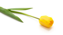 One Yellow Tulip.