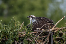 A Closeup Of An Osprey Nesting On A Branch Of A Tree Among Leaves