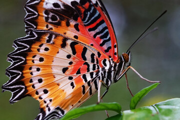 Wall Mural - Orange winged butterfly with white and black pattern.